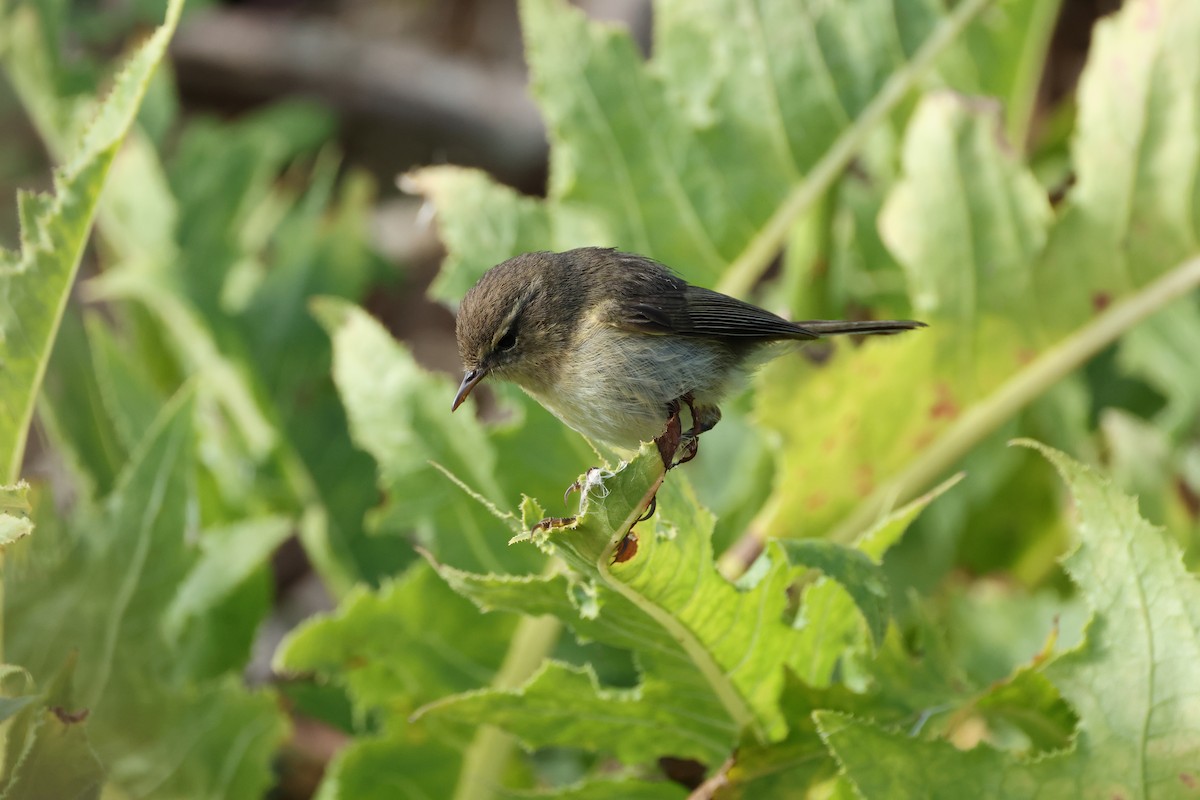 Canary Islands Chiffchaff - ML616555270