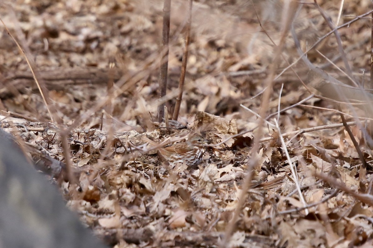 Fox Sparrow - ML616555275