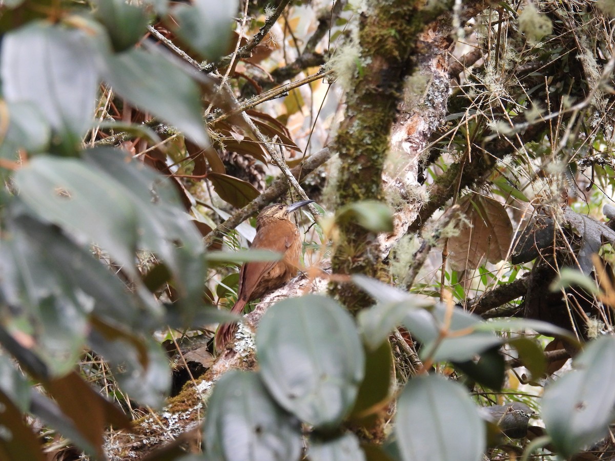 Strong-billed Woodcreeper - Bayron Barbosa Barboza