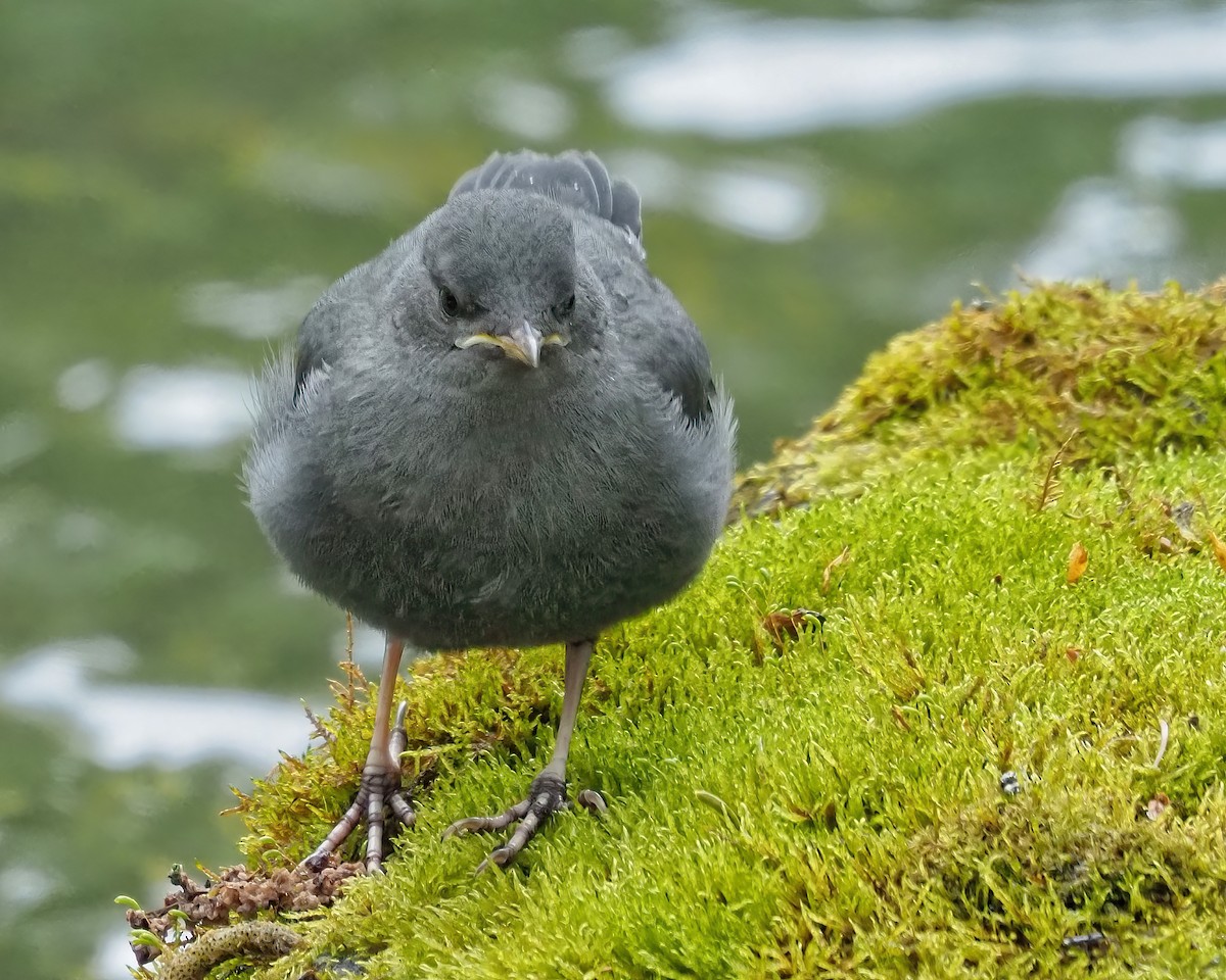 American Dipper - Mike Smith