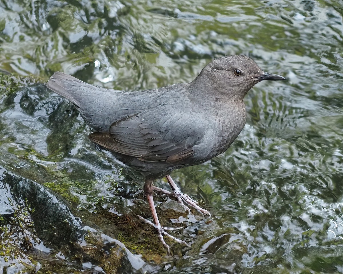 American Dipper - ML616555342