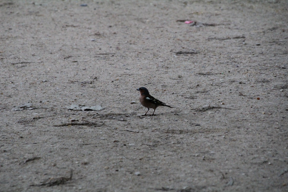 Common Chaffinch - ML616555366