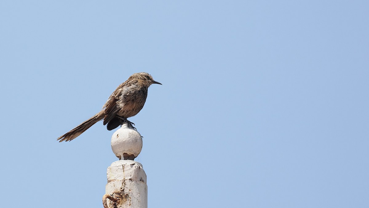 Long-tailed Mockingbird - Mark Cloutier