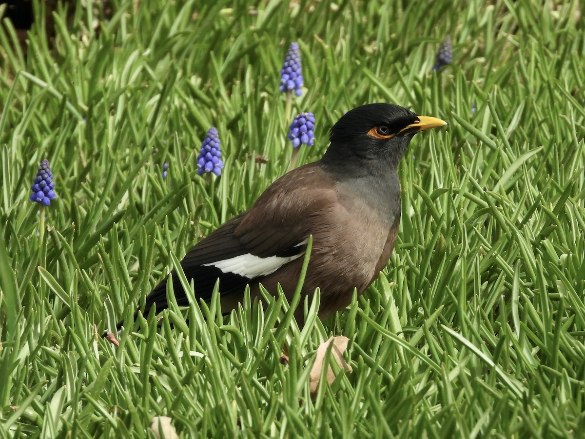 Common Myna - ML616555413