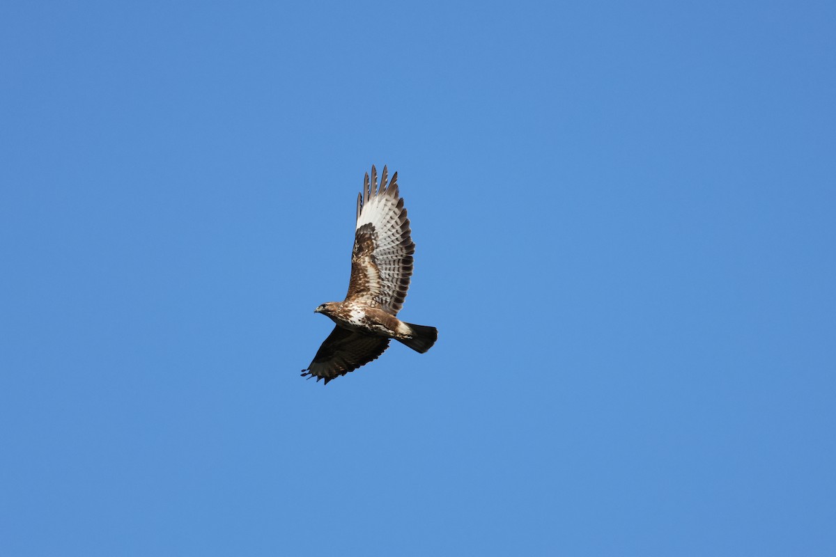 Common Buzzard (Canary Is.) - ML616555430