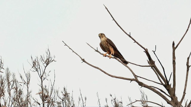 コチョウゲンボウ - ML616555474