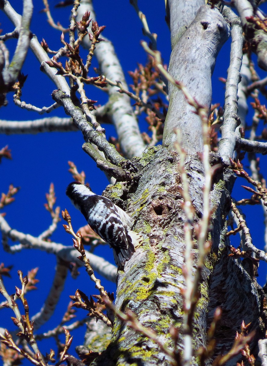 Lesser Spotted Woodpecker - ML616555494