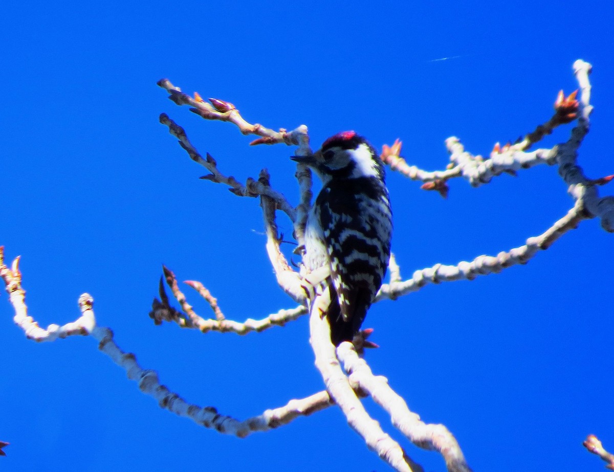Lesser Spotted Woodpecker - Víctor Salvador Vilariño