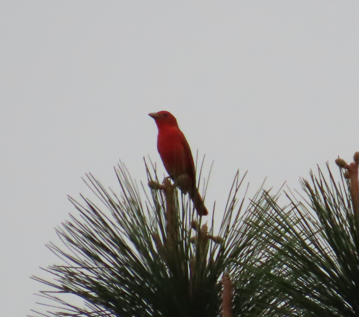 Summer Tanager - Susan Pepper