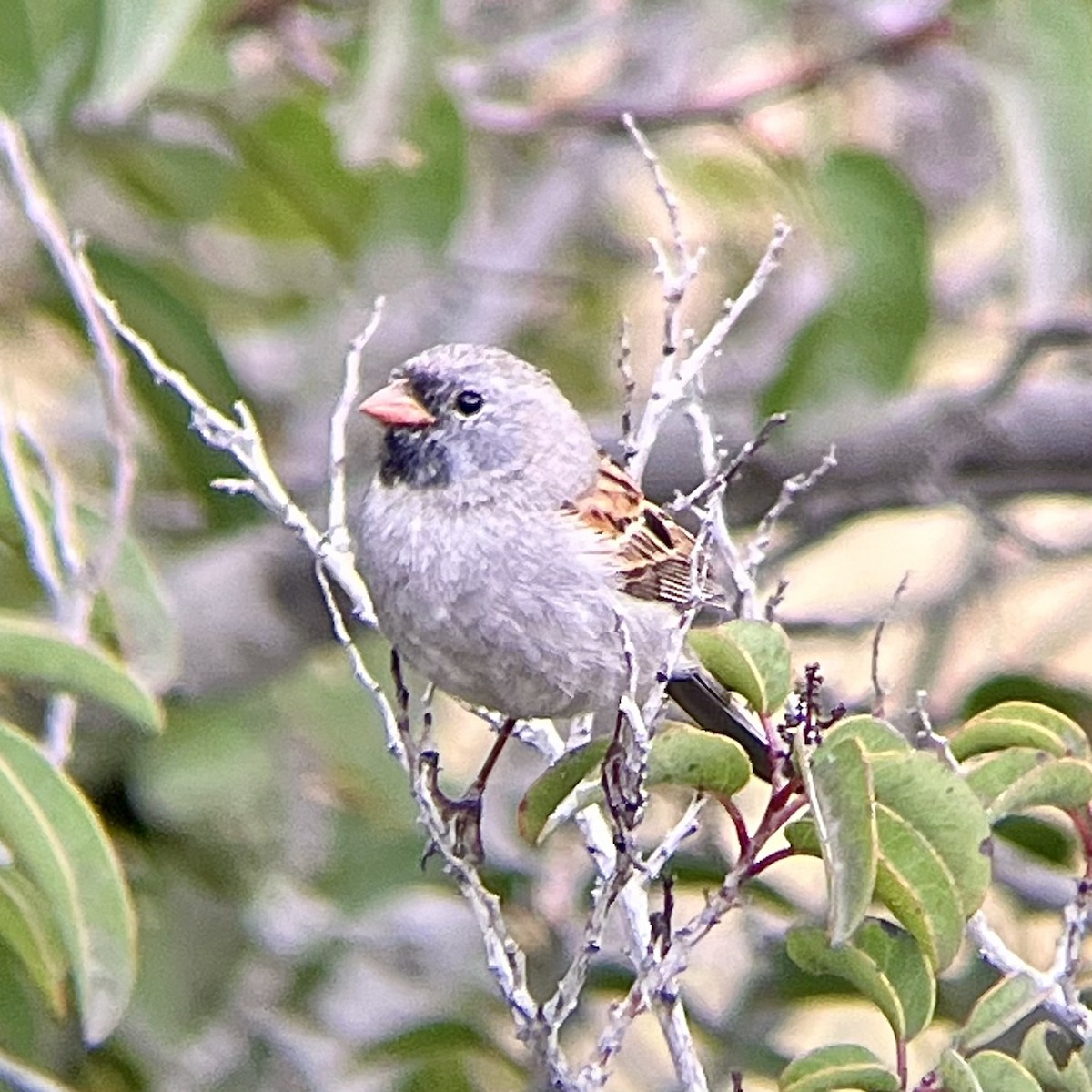 Black-chinned Sparrow - ML616555511