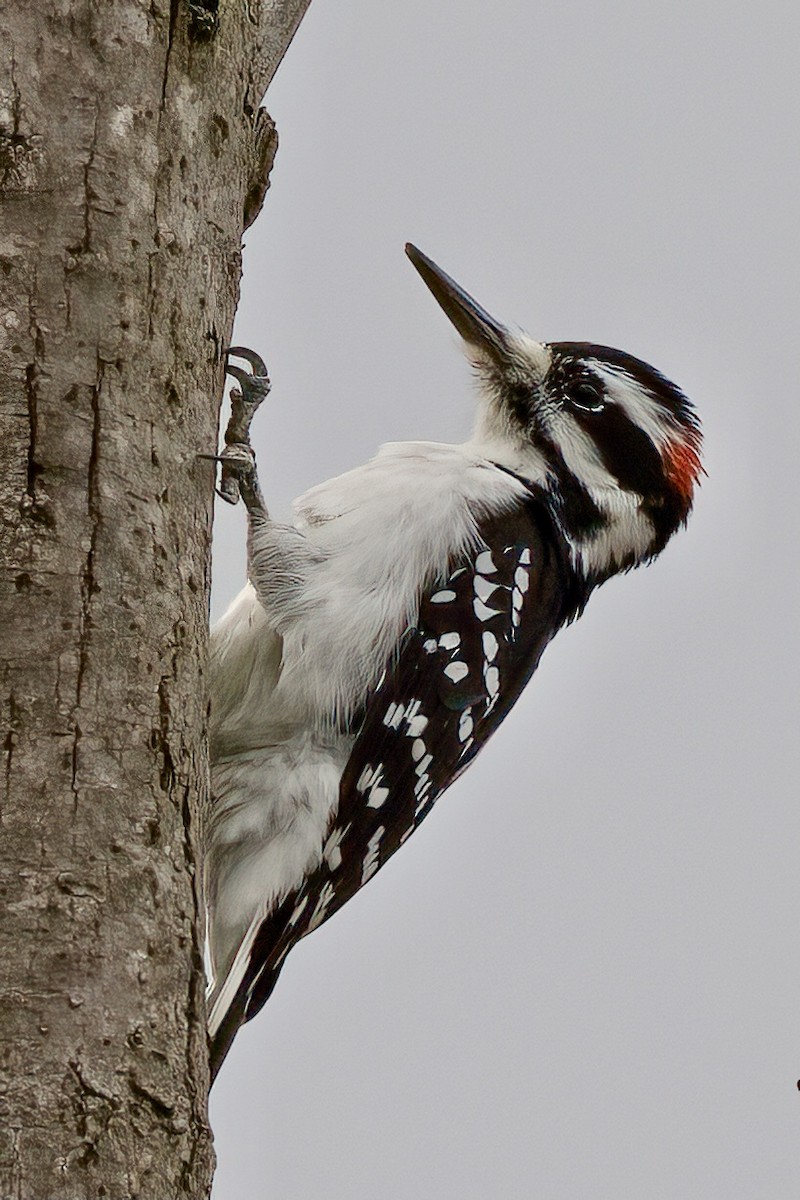 Hairy Woodpecker - ML616555516