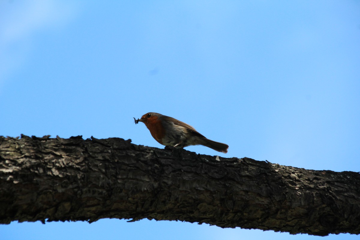 European Robin - Ann Monk