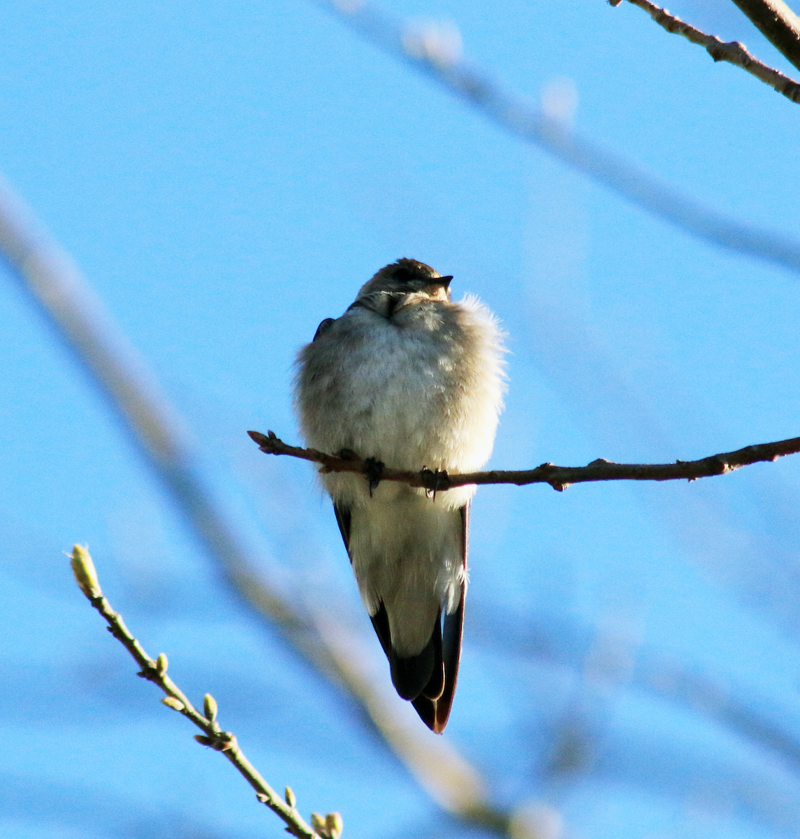 Northern Rough-winged Swallow - ML616555551
