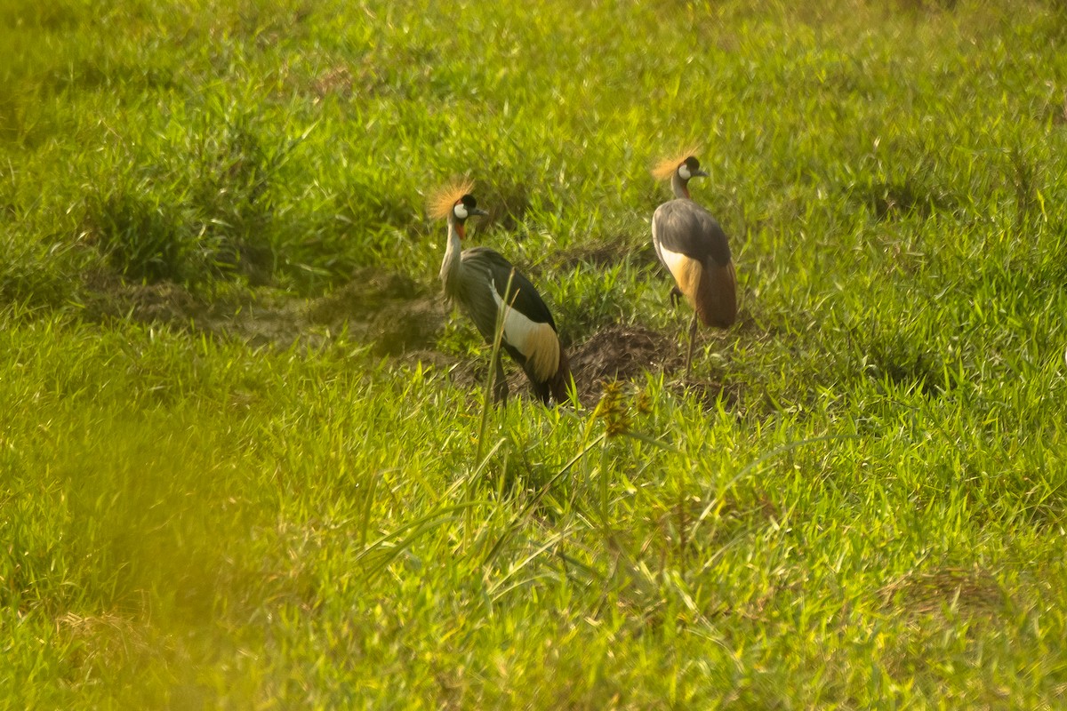 Gray Crowned-Crane - ML616555574