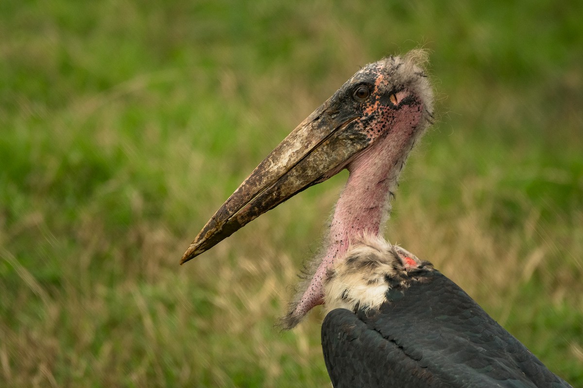 Marabou Stork - ML616555591