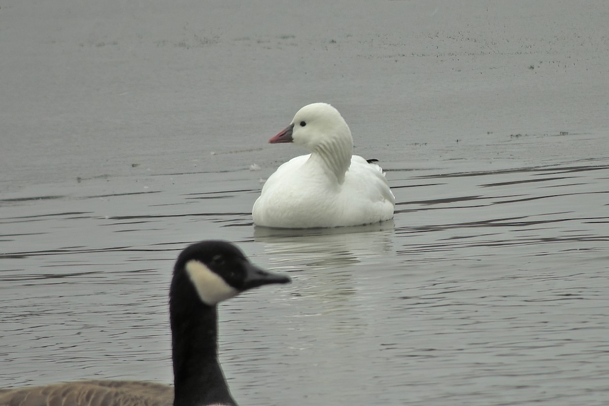 Ross's Goose - ML616555610