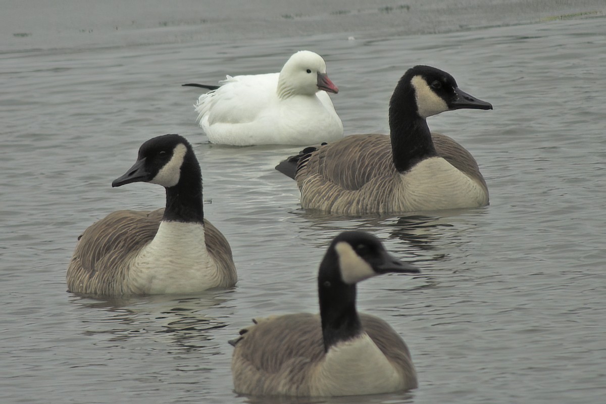 Ross's Goose - Allen Chartier