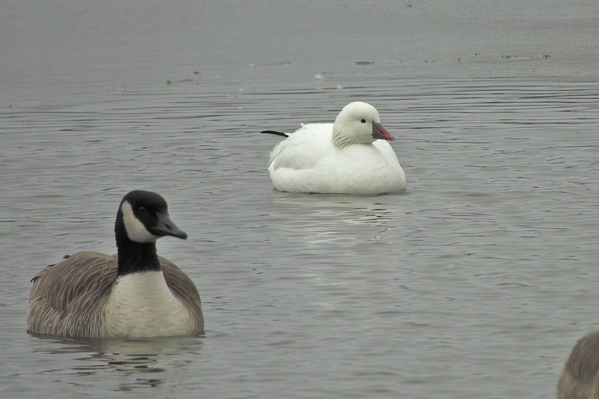 Ross's Goose - ML616555612