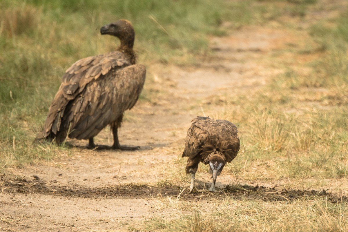 Hooded Vulture - ML616555625