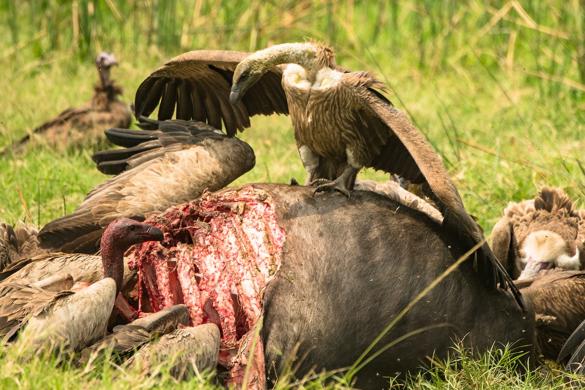 White-backed Vulture - ML616555639