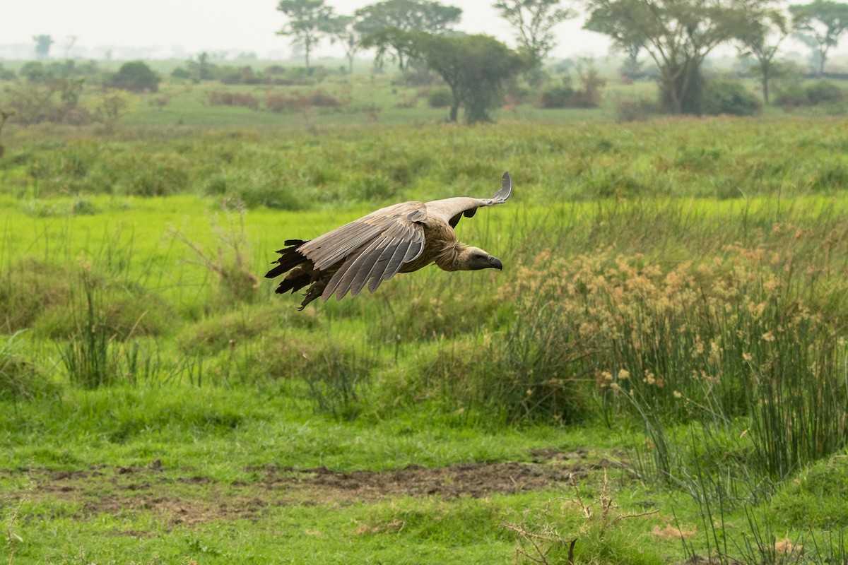 White-backed Vulture - Sveinung Sigbjørnsen