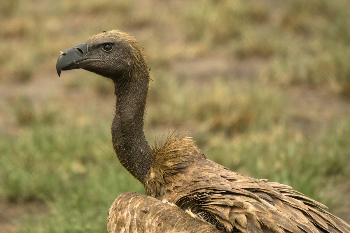White-backed Vulture - Sveinung Sigbjørnsen