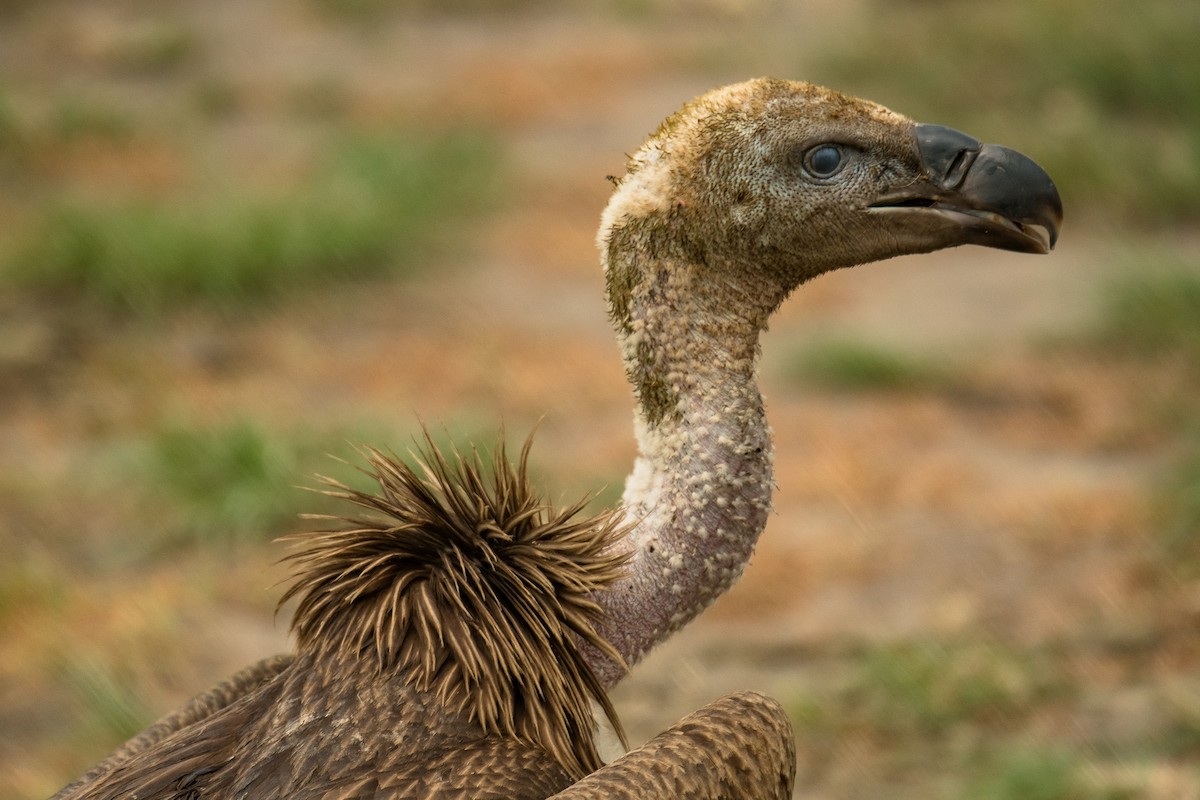 Rüppell's Griffon - ML616555650