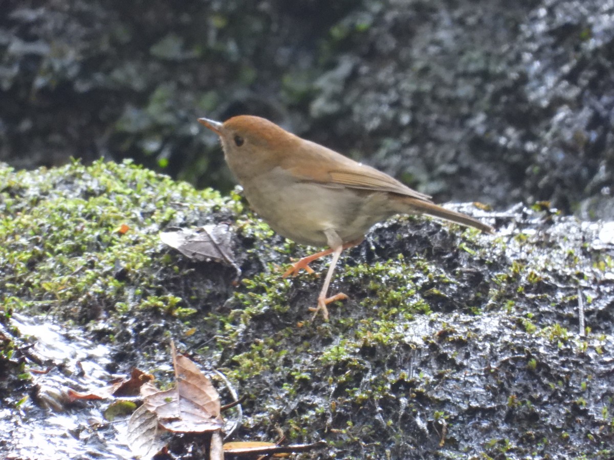 Russet Nightingale-Thrush - ML616555657