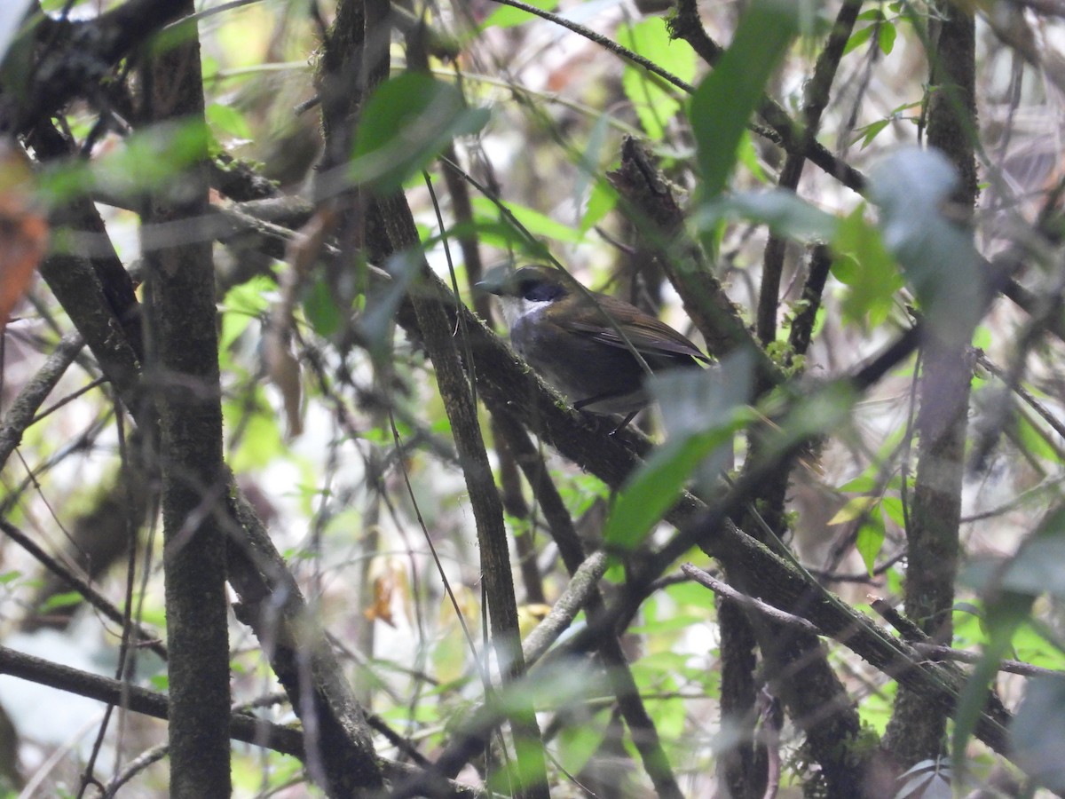 Green-striped Brushfinch - ML616555680