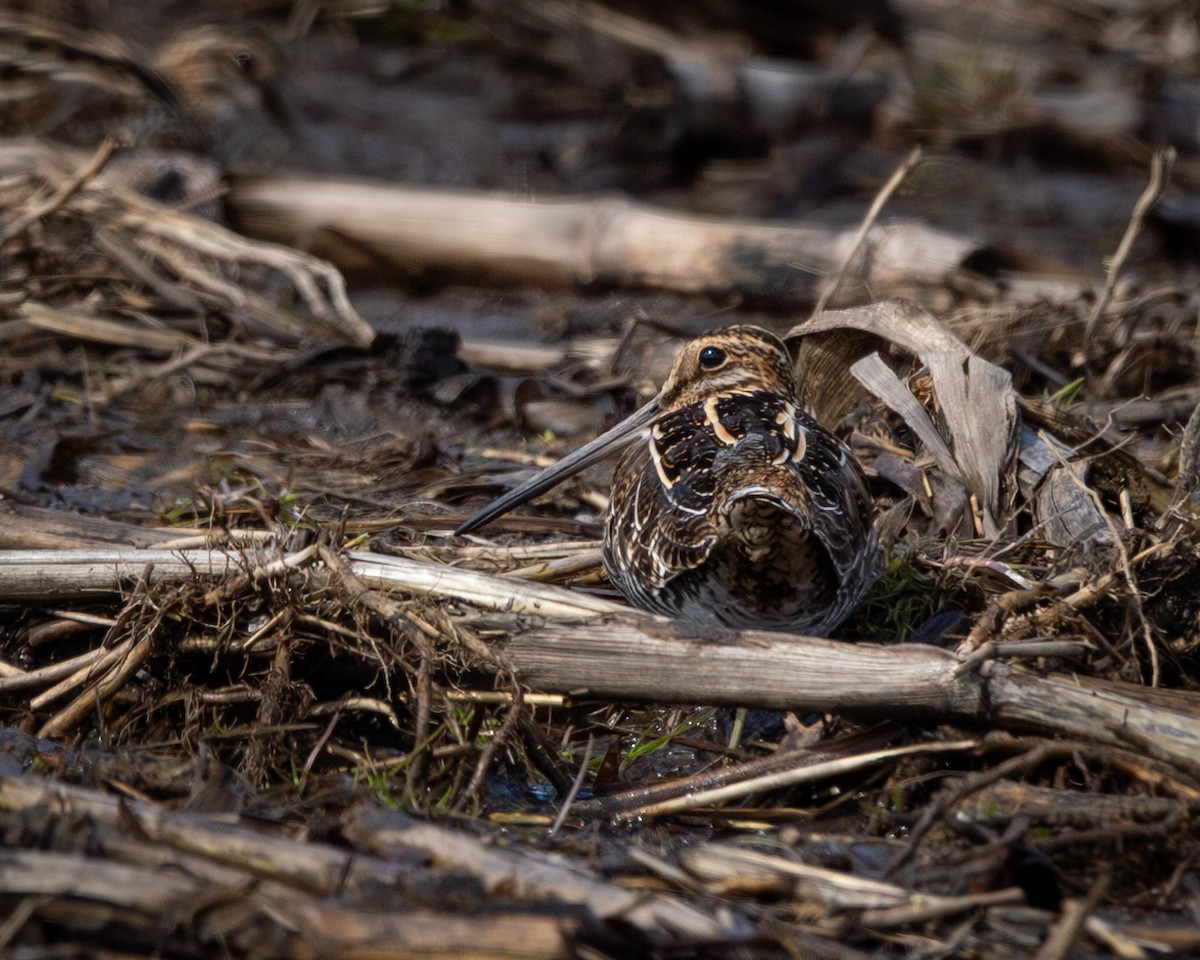 Wilson's Snipe - ML616555682