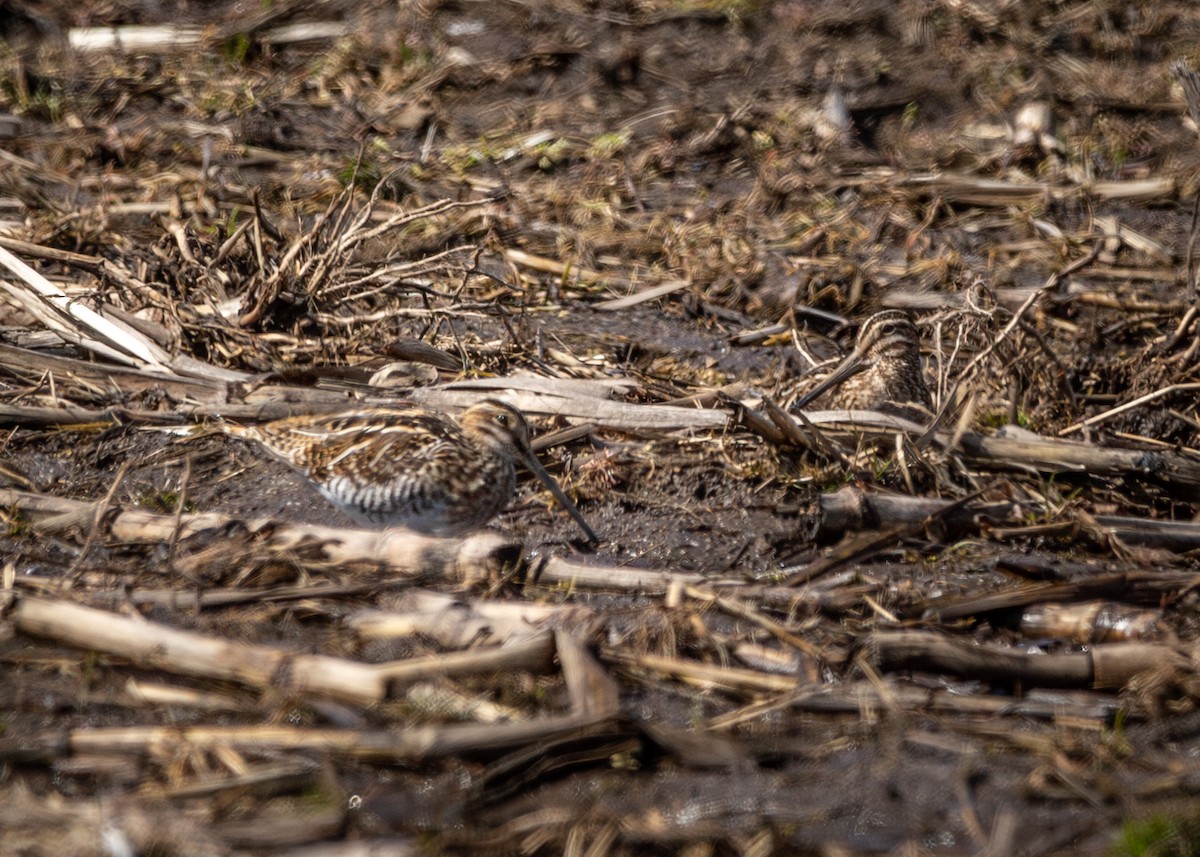 Wilson's Snipe - ML616555684