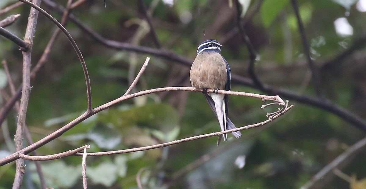 Whiskered Treeswift - ML616555701