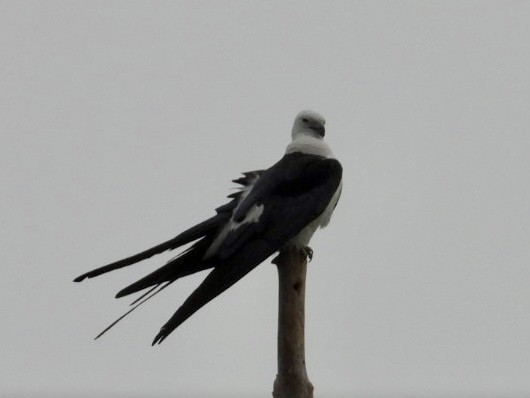 Swallow-tailed Kite - Elizabeth Stakenborg