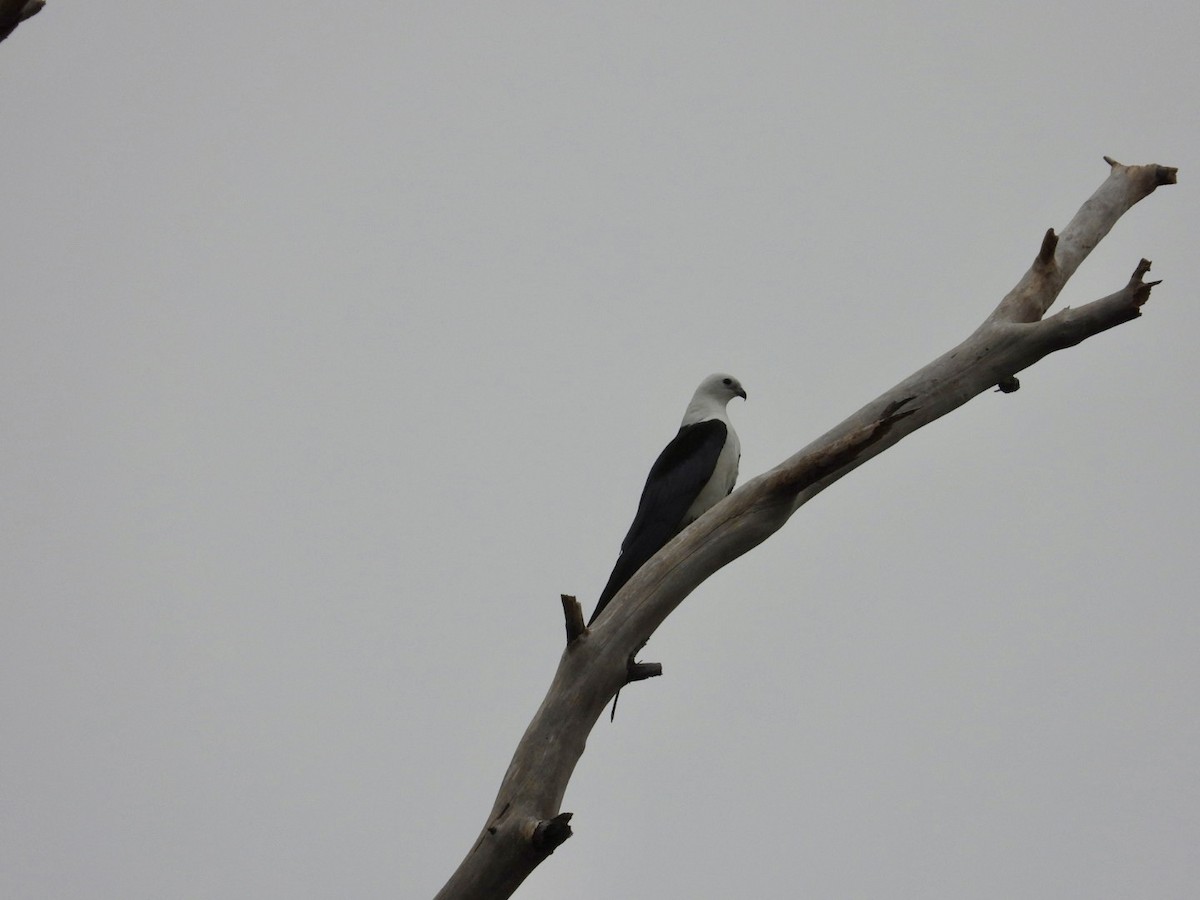 Swallow-tailed Kite - Elizabeth Stakenborg
