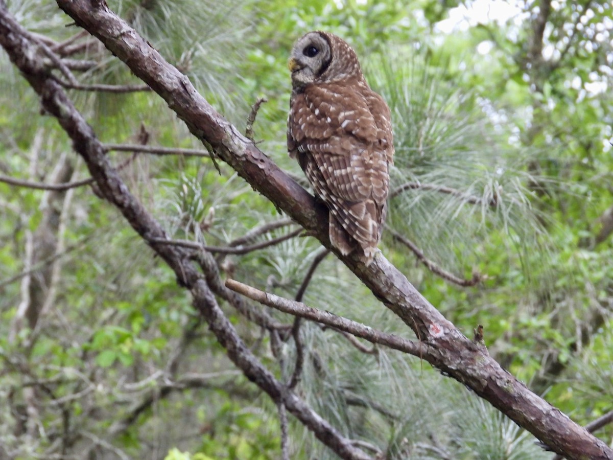 Barred Owl - Elizabeth Stakenborg