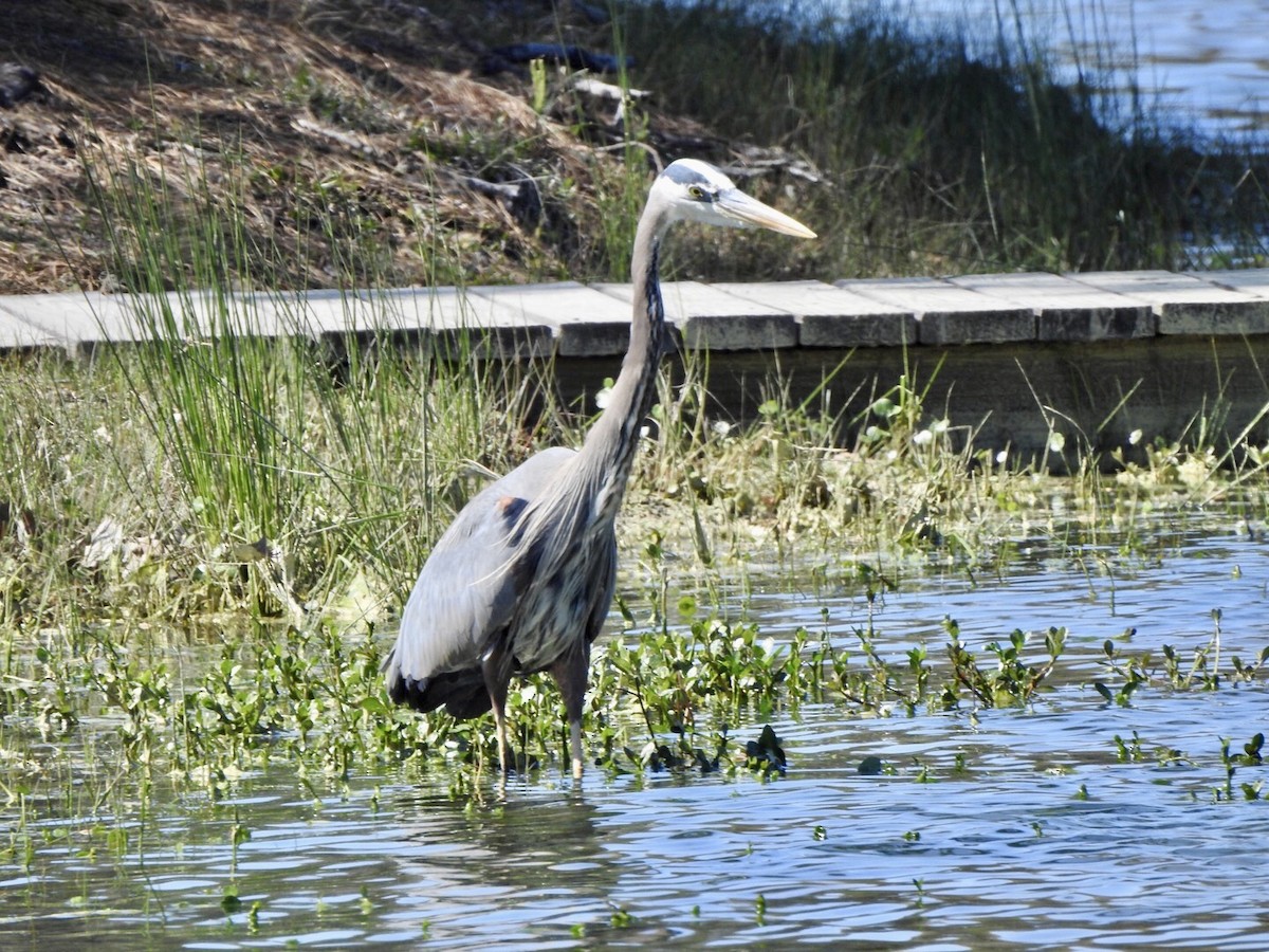 Great Blue Heron - ML616555730