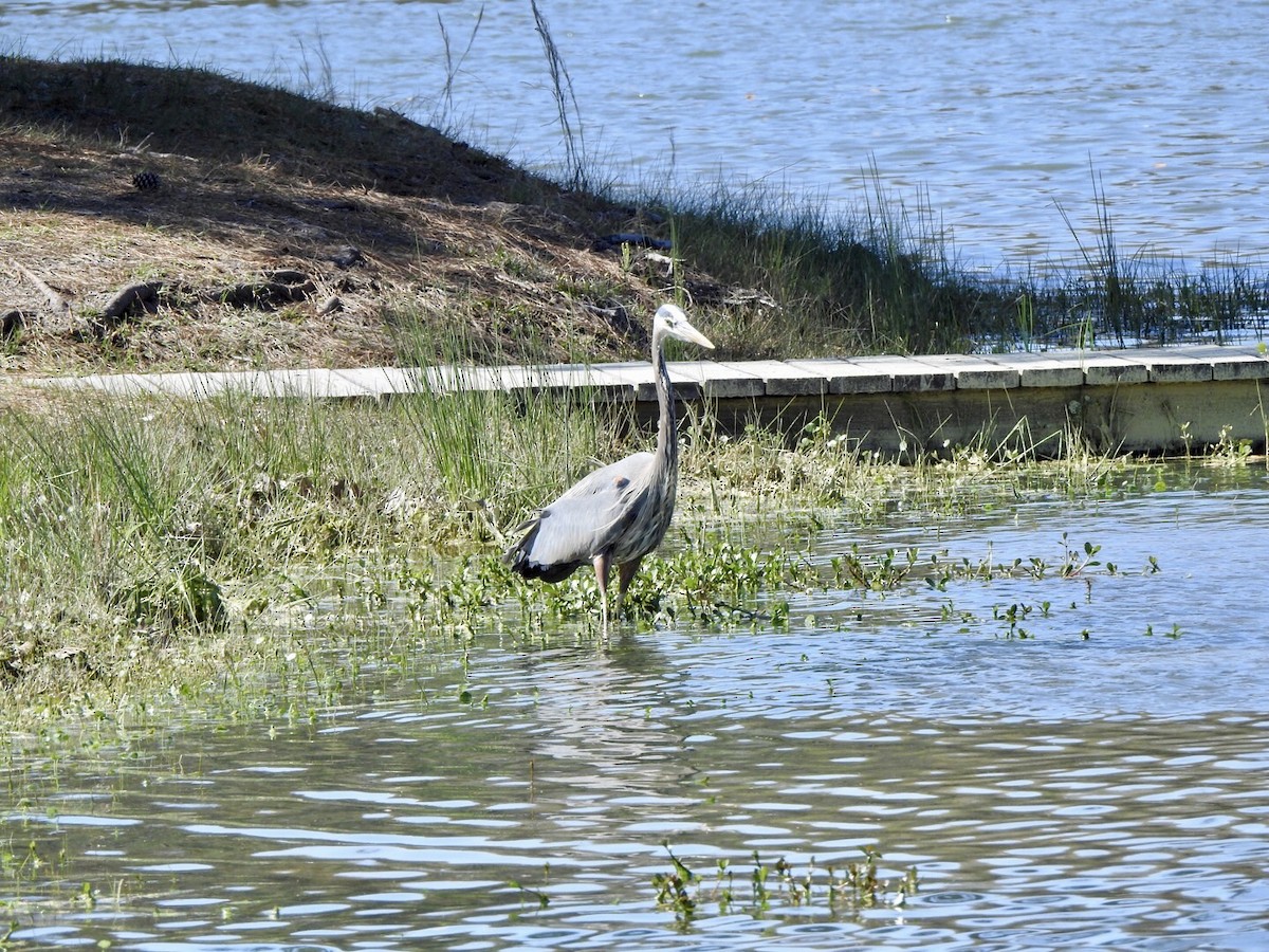 Great Blue Heron - ML616555731