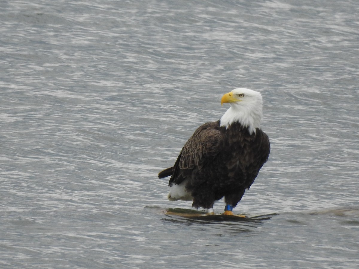 Bald Eagle - ML616555745