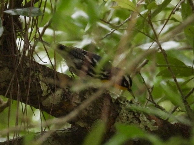 Yellow-throated Warbler - Elizabeth Stakenborg