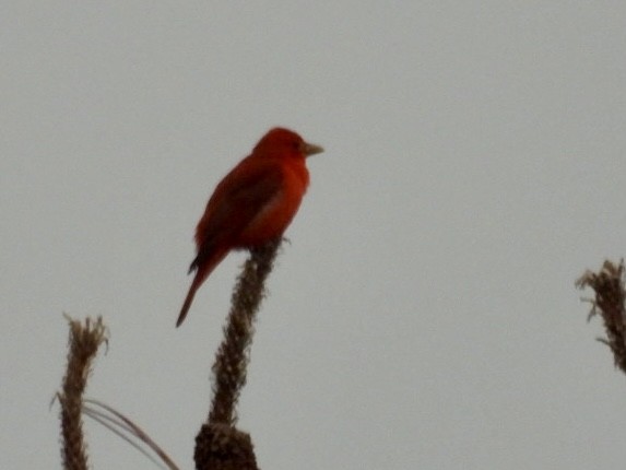 Summer Tanager - Elizabeth Stakenborg