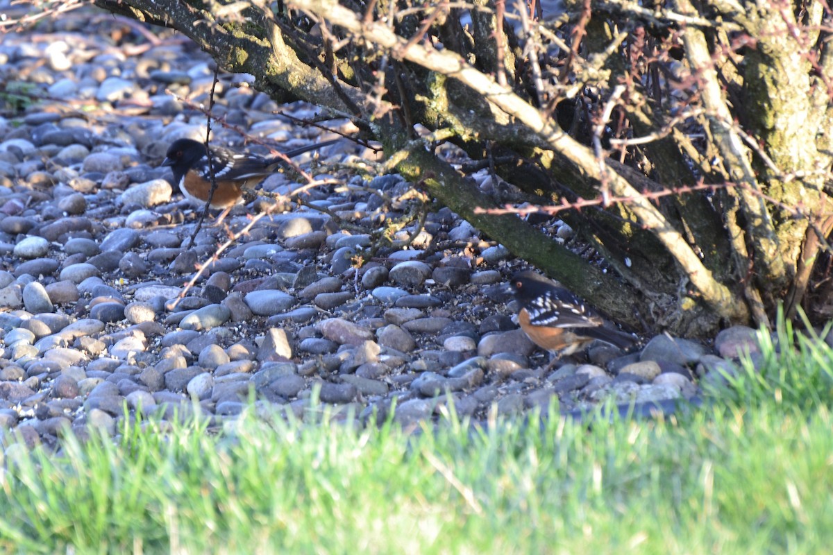 Spotted Towhee - ML616555782