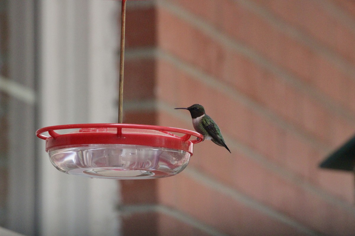 Ruby-throated Hummingbird - ML616555803