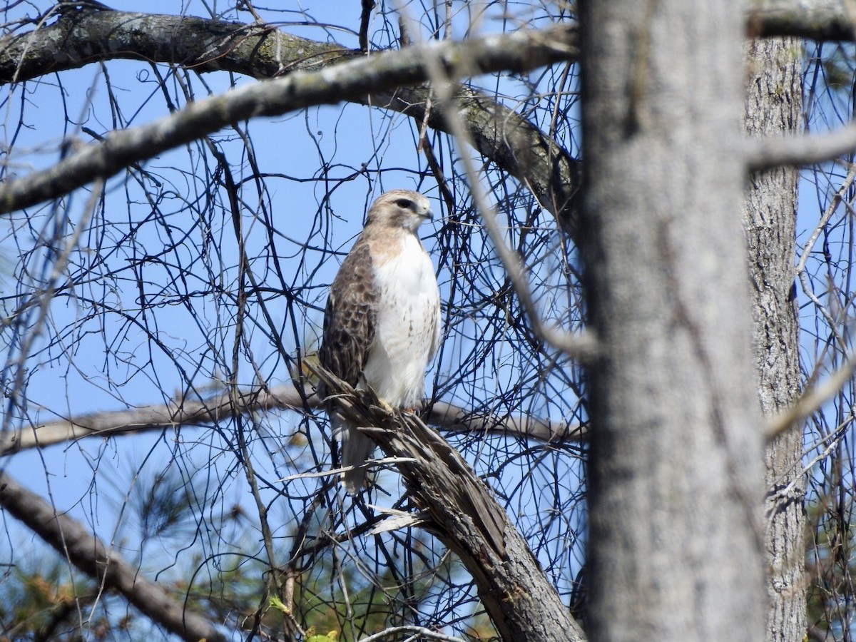 Red-tailed Hawk - ML616555804