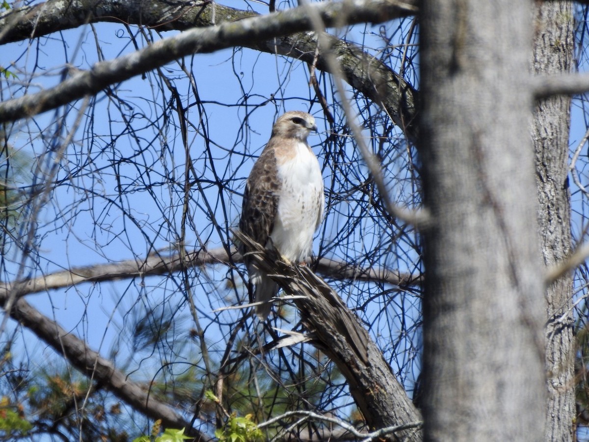 Red-tailed Hawk - ML616555805