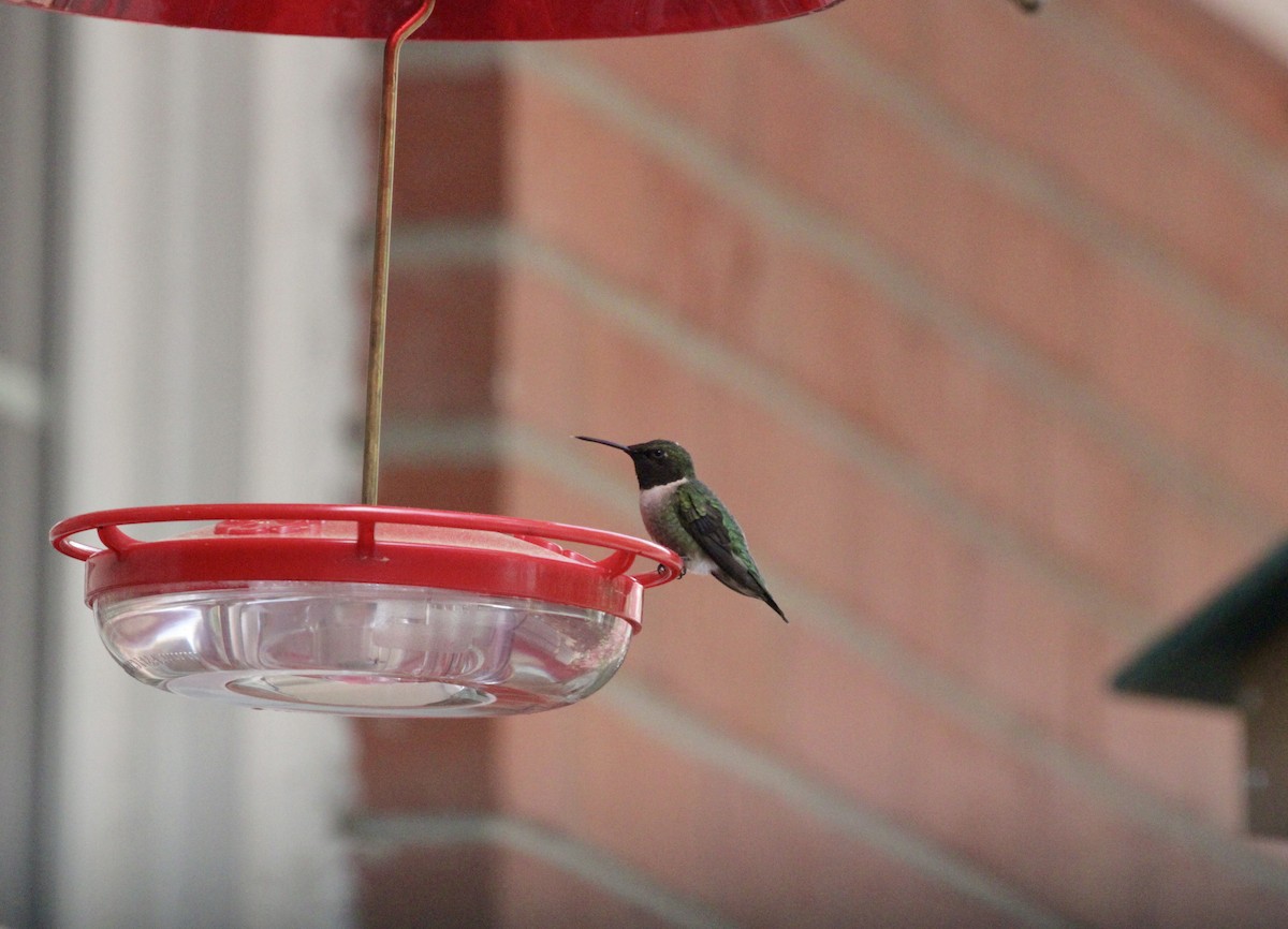Ruby-throated Hummingbird - ML616555806