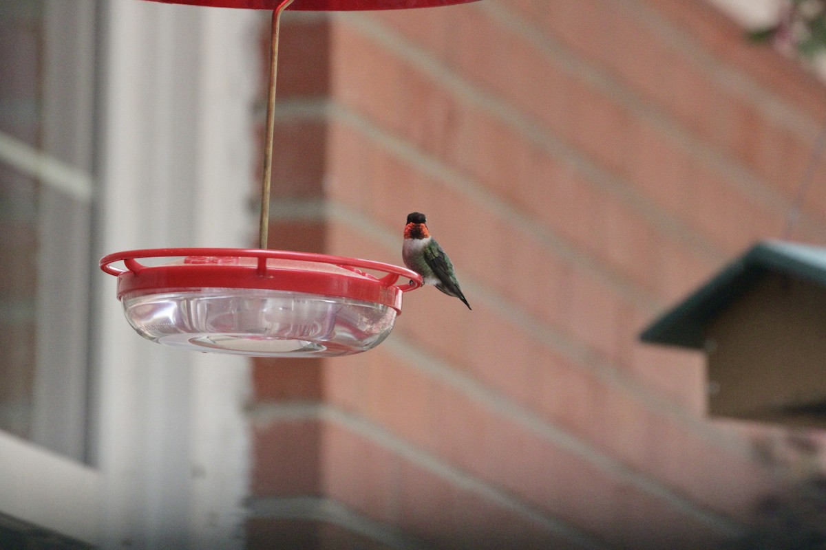 Ruby-throated Hummingbird - ML616555808