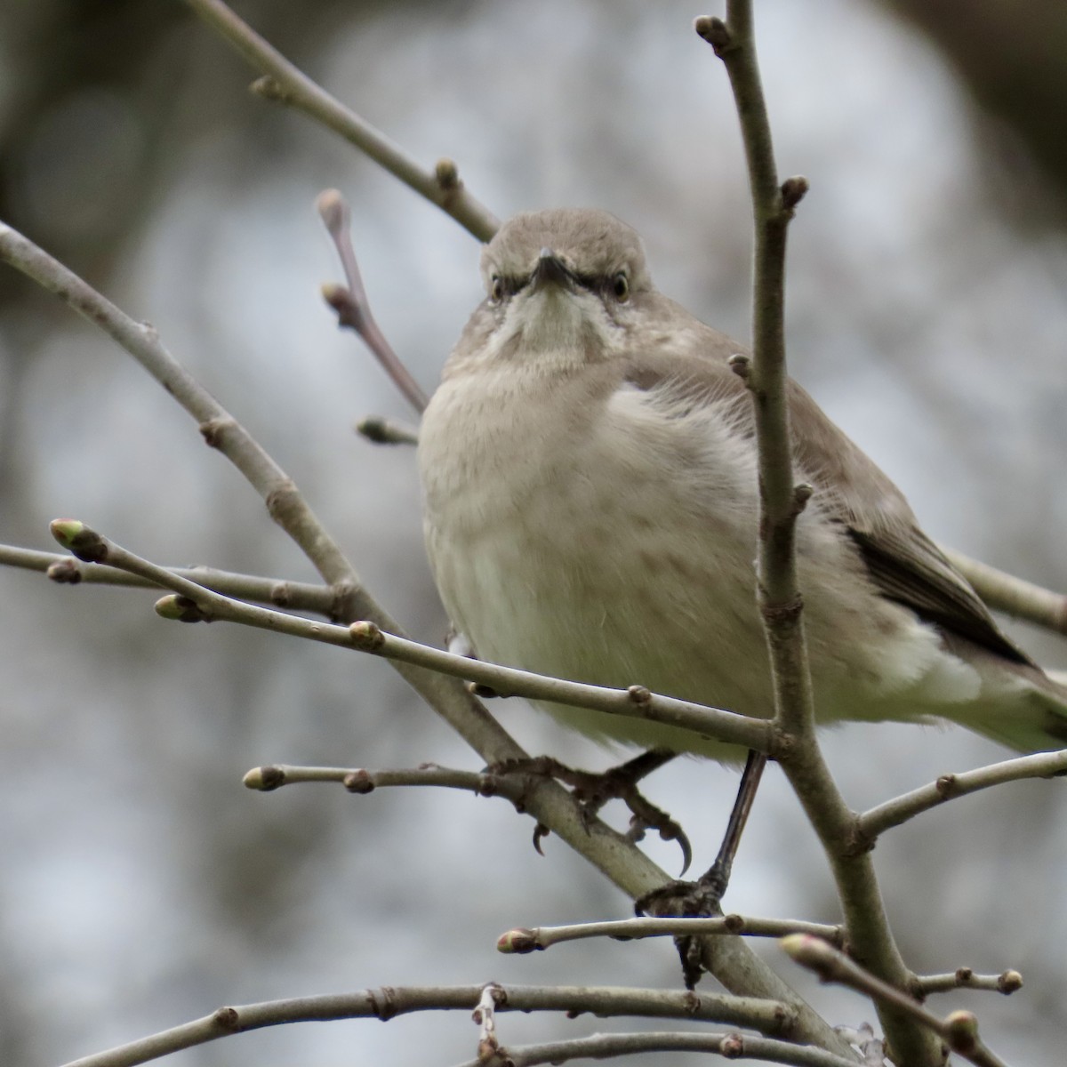 Northern Mockingbird - ML616555843