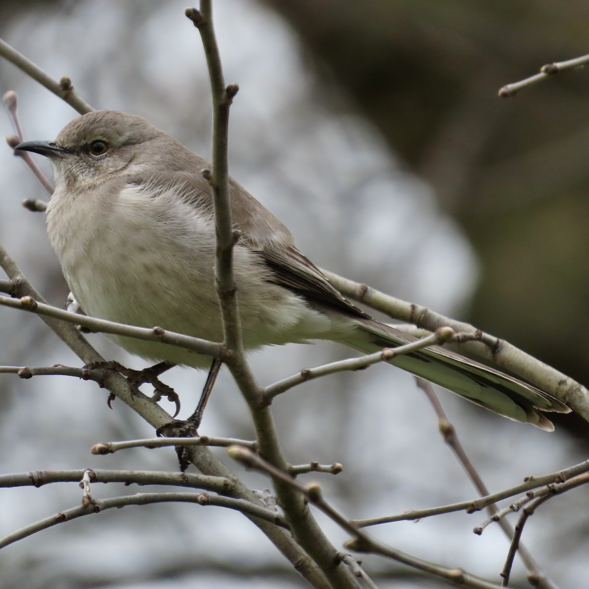 Northern Mockingbird - ML616555848