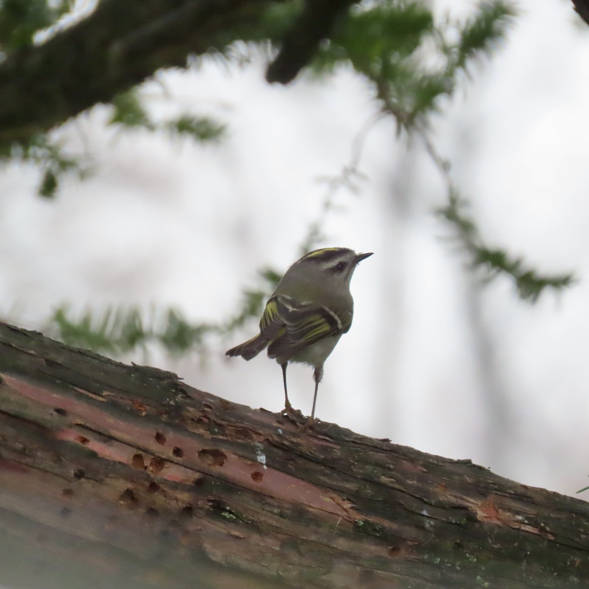 Golden-crowned Kinglet - ML616555861