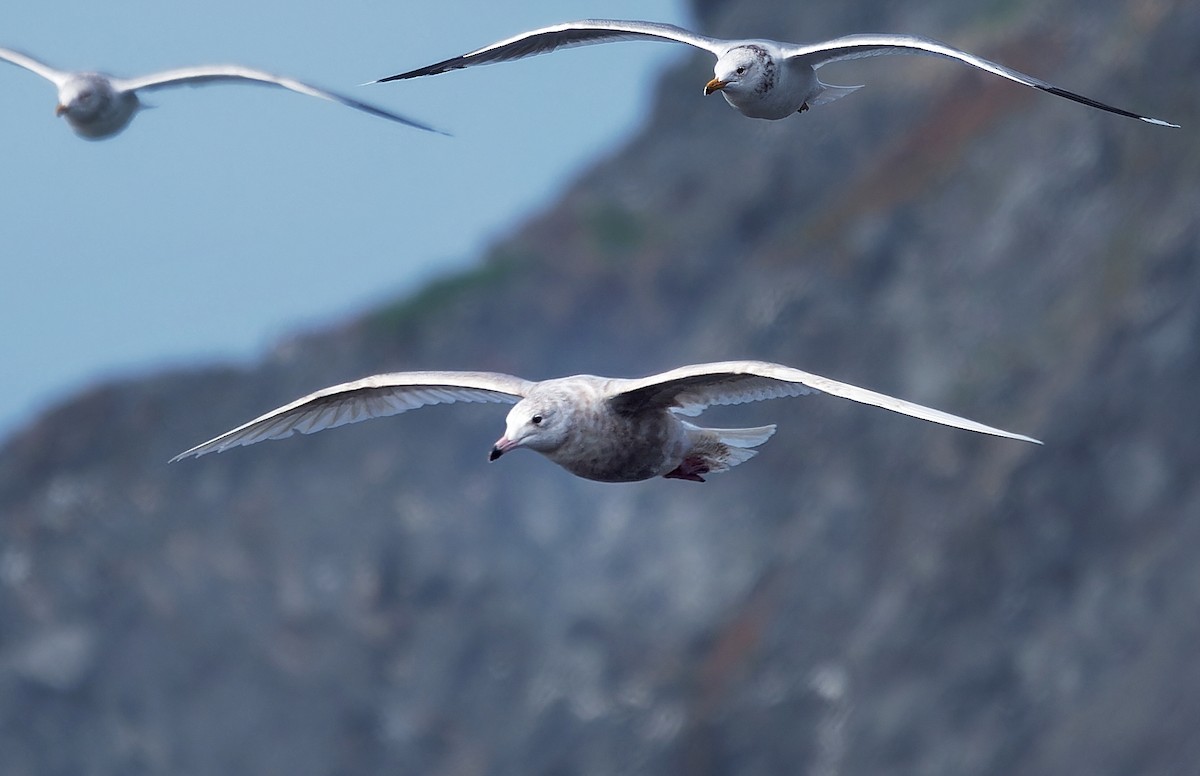 Glaucous Gull - ML616555879